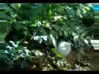 jungle girl fucking